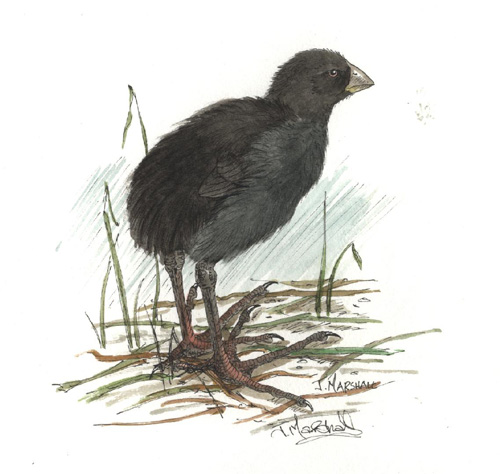 pukeko 1.jpg